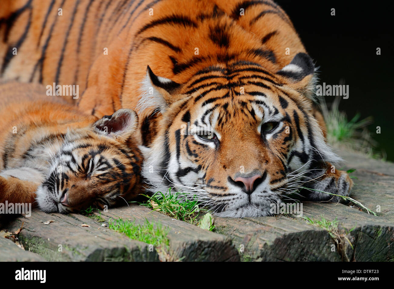 Sumatran Tiger, female with young / (Panthera tigris sumatrae, Panthera sumatrae) Stock Photo