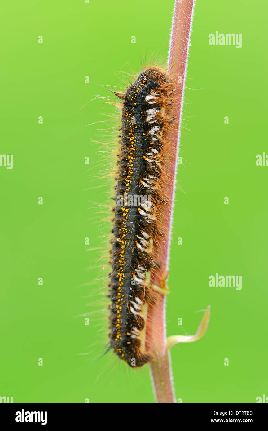 Drinker, caterpillar, North RhineWestphalia, Germany / (Philudoria