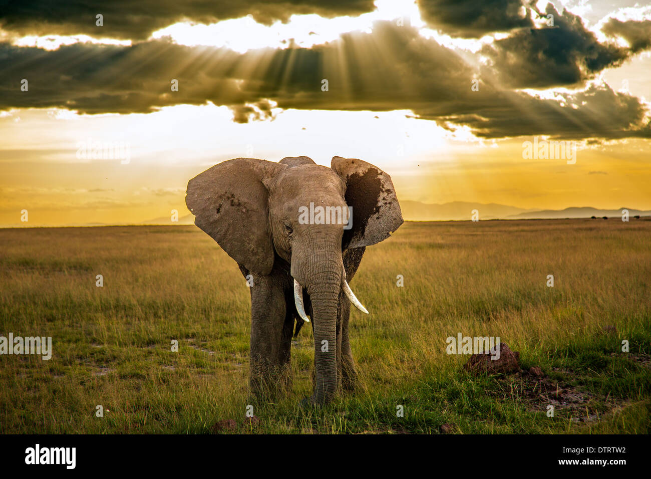 Crepuscular rays falls on an African Elephant in Amboseli National Park, Kenya, Africa Stock Photo