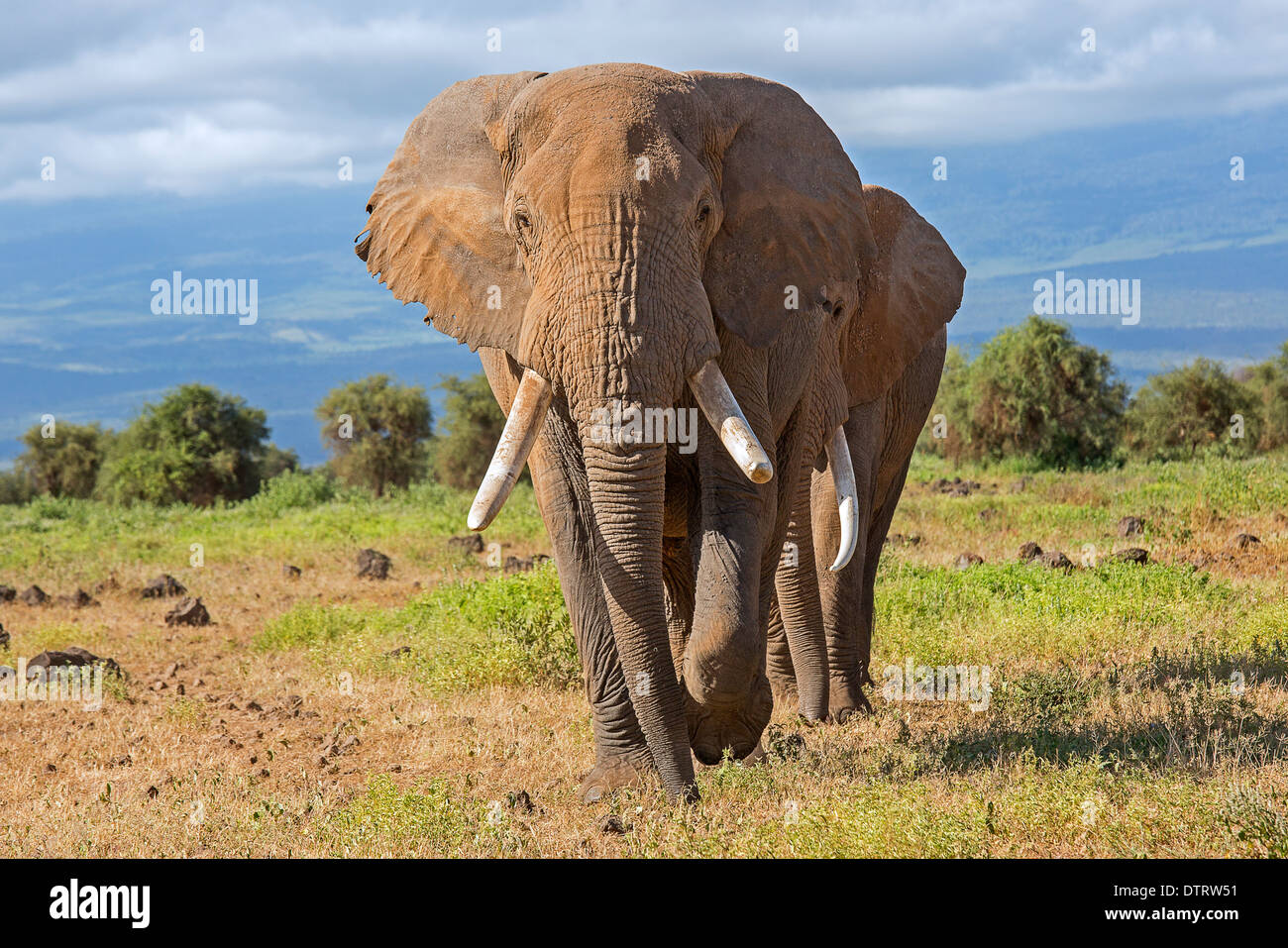 A huge African Tusker walking head on in Amboseli National Park, Kenya, Africa Stock Photo