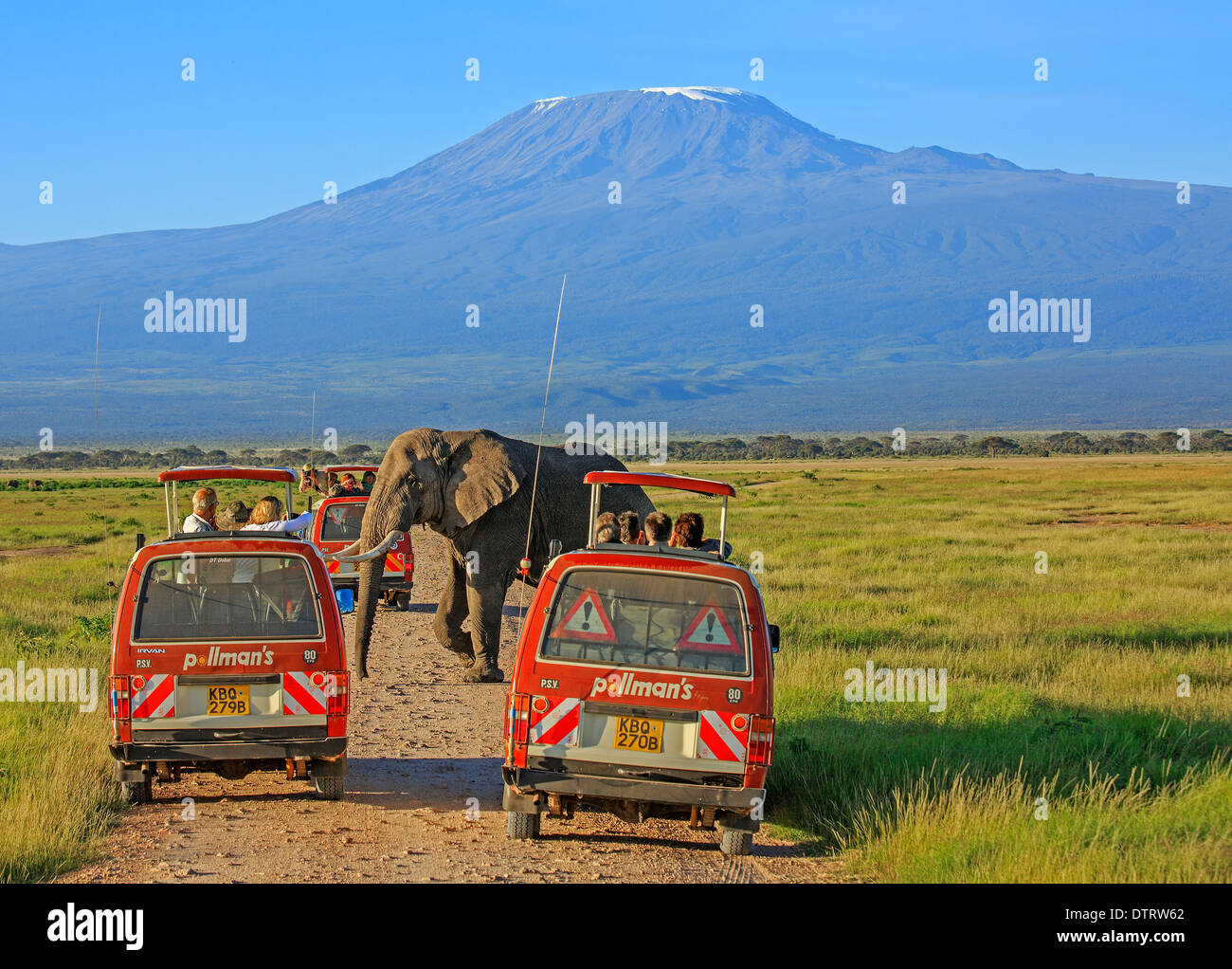 A Huge African Elephant walking past the safari vehicles with Mt. Kilimanjaro in the backdrop in Amboseli National Park, Kenya, Stock Photo