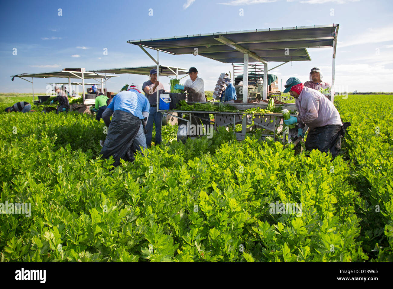 Belle Glade, Florida Workers harvest celery at Roth Farms Stock Photo