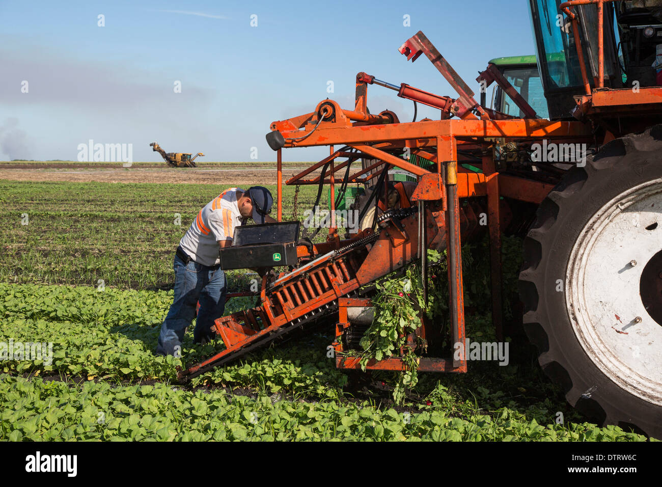 Belle Glade, Florida - A workers clears a jam in machinery that automates the harvest of radishes at Roth Farms. Stock Photo