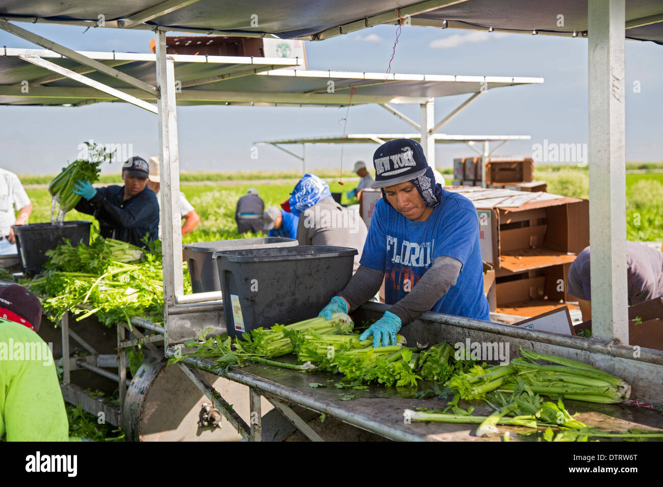Belle Glade, Florida Workers harvest celery at Roth Farms Stock Photo
