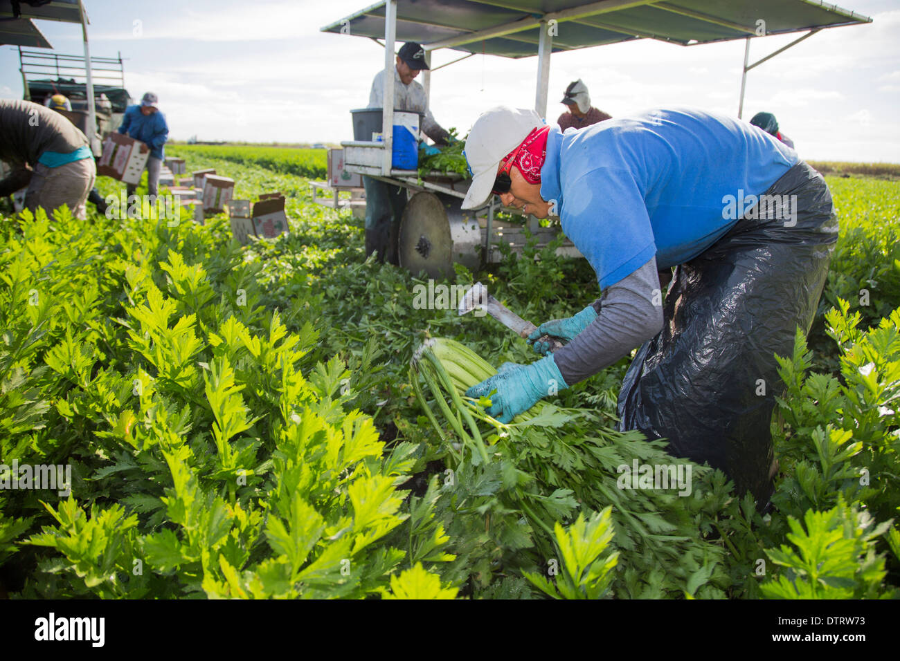 Harvesting Celery High Resolution Stock Photography and Images Alamy