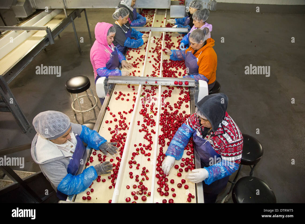Belle Glade, Florida Workers sort radishes in a South Florida packing