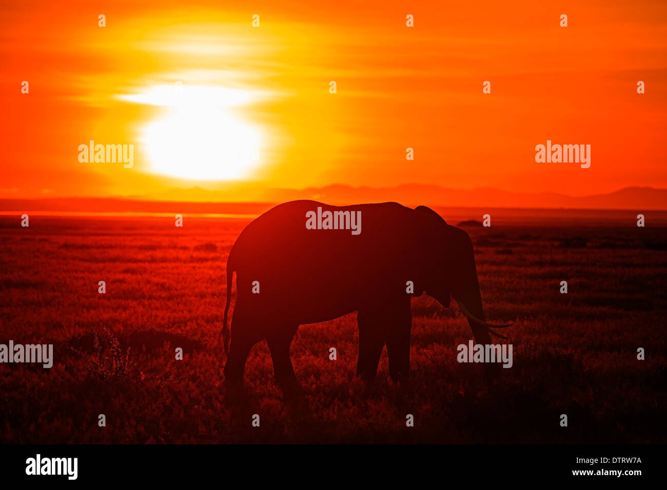 Silhouette of an Africa Elephant during sunset in Amboseli National ...