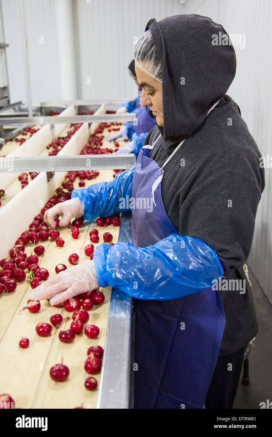 Packinghouse workers hires stock photography and images Alamy