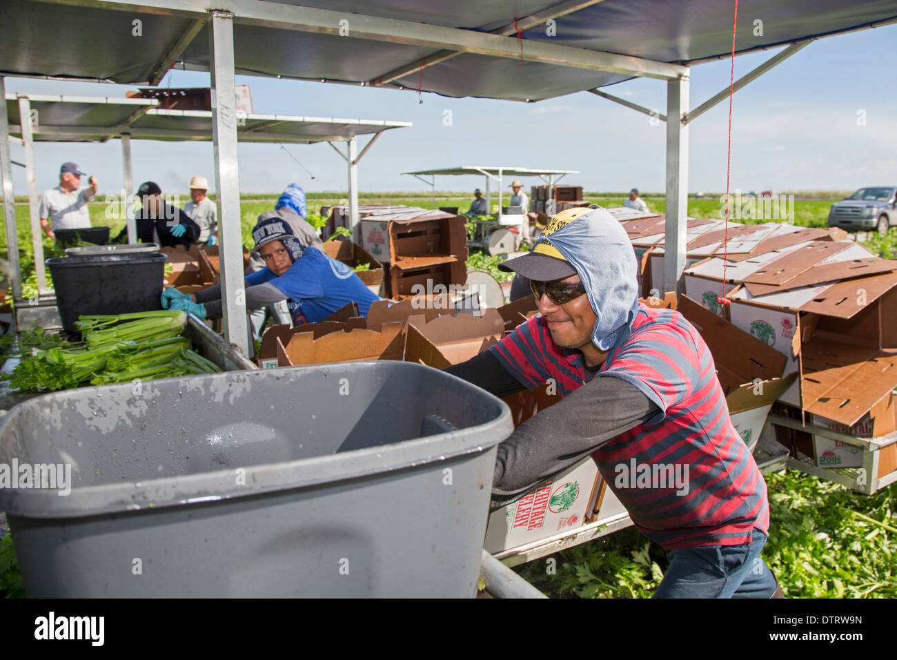 Belle Glade, Florida Workers harvest celery at Roth Farms Stock Photo