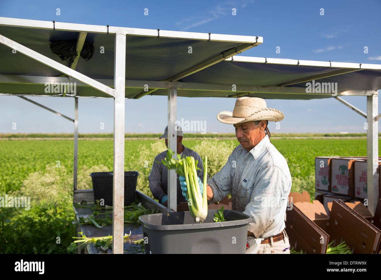 Belle Glade, Florida Workers harvest celery at Roth Farms Stock Photo
