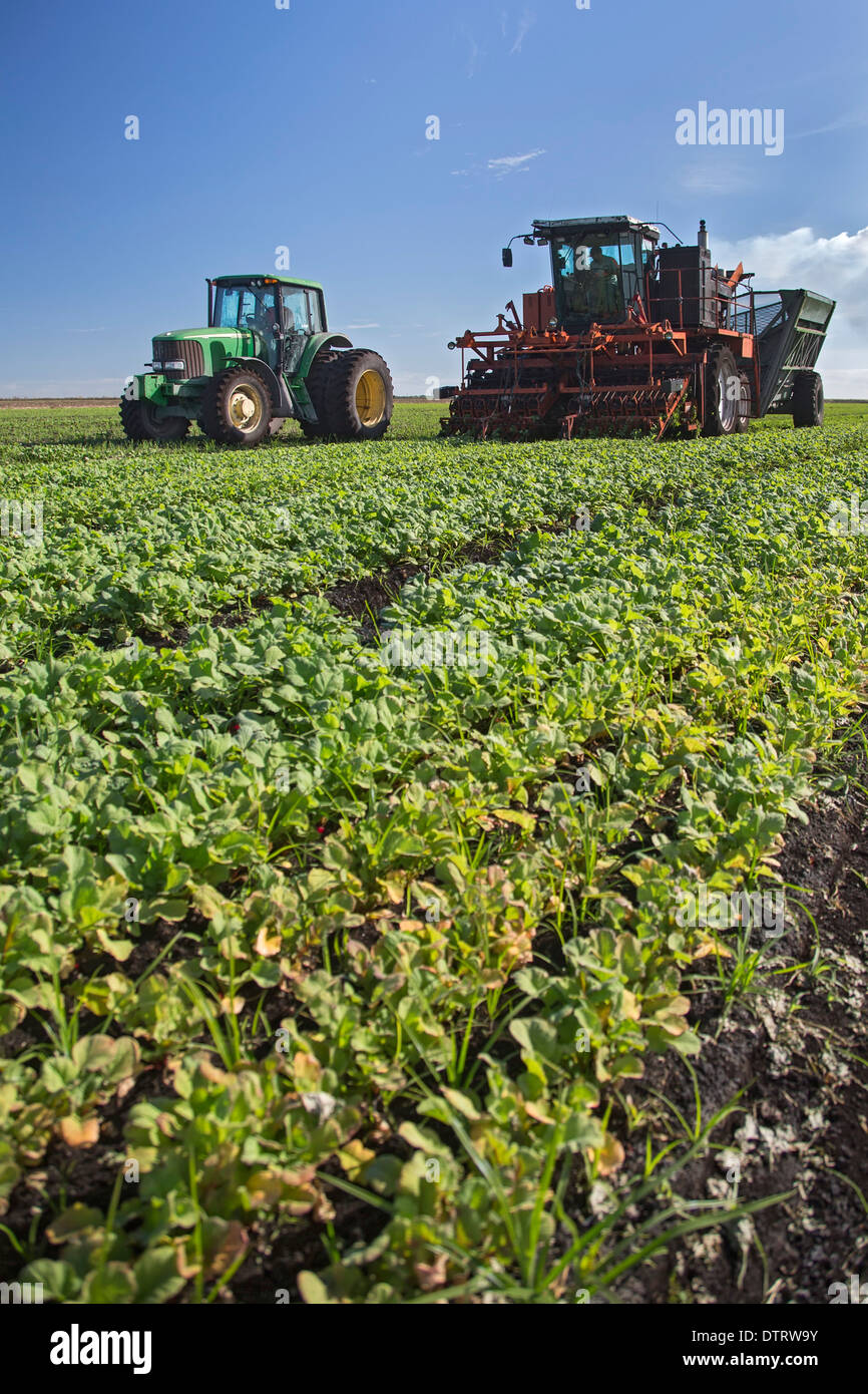 Belle Glade, Florida - Workers driving farm machinery harvest radishes at Roth Farms. Stock Photo
