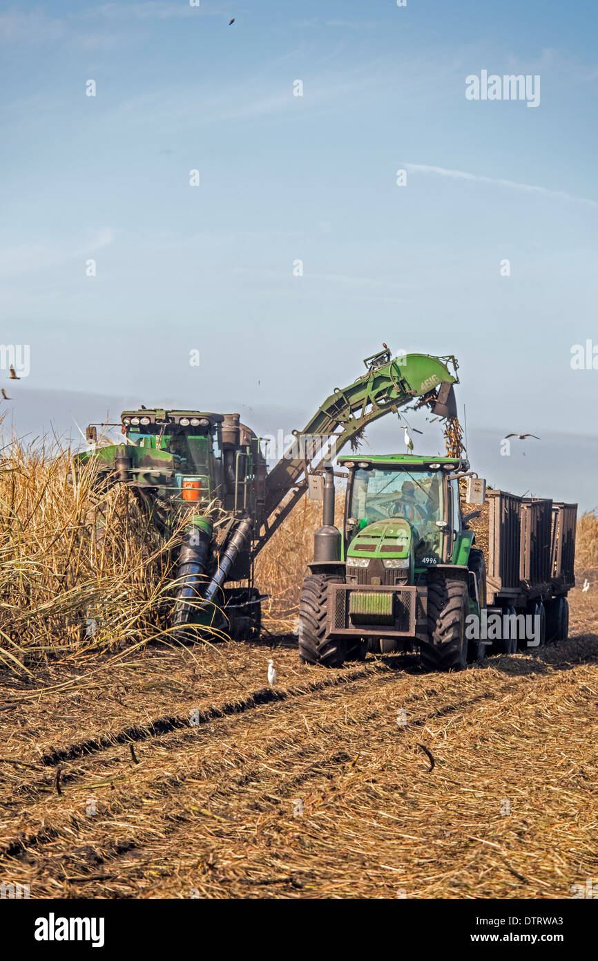 Belle Glade, Florida Mechanical harvest of sugar cane in South