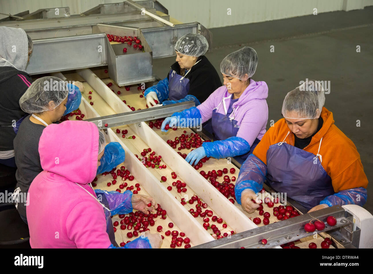 Belle Glade, Florida Workers sort radishes in a South Florida packing