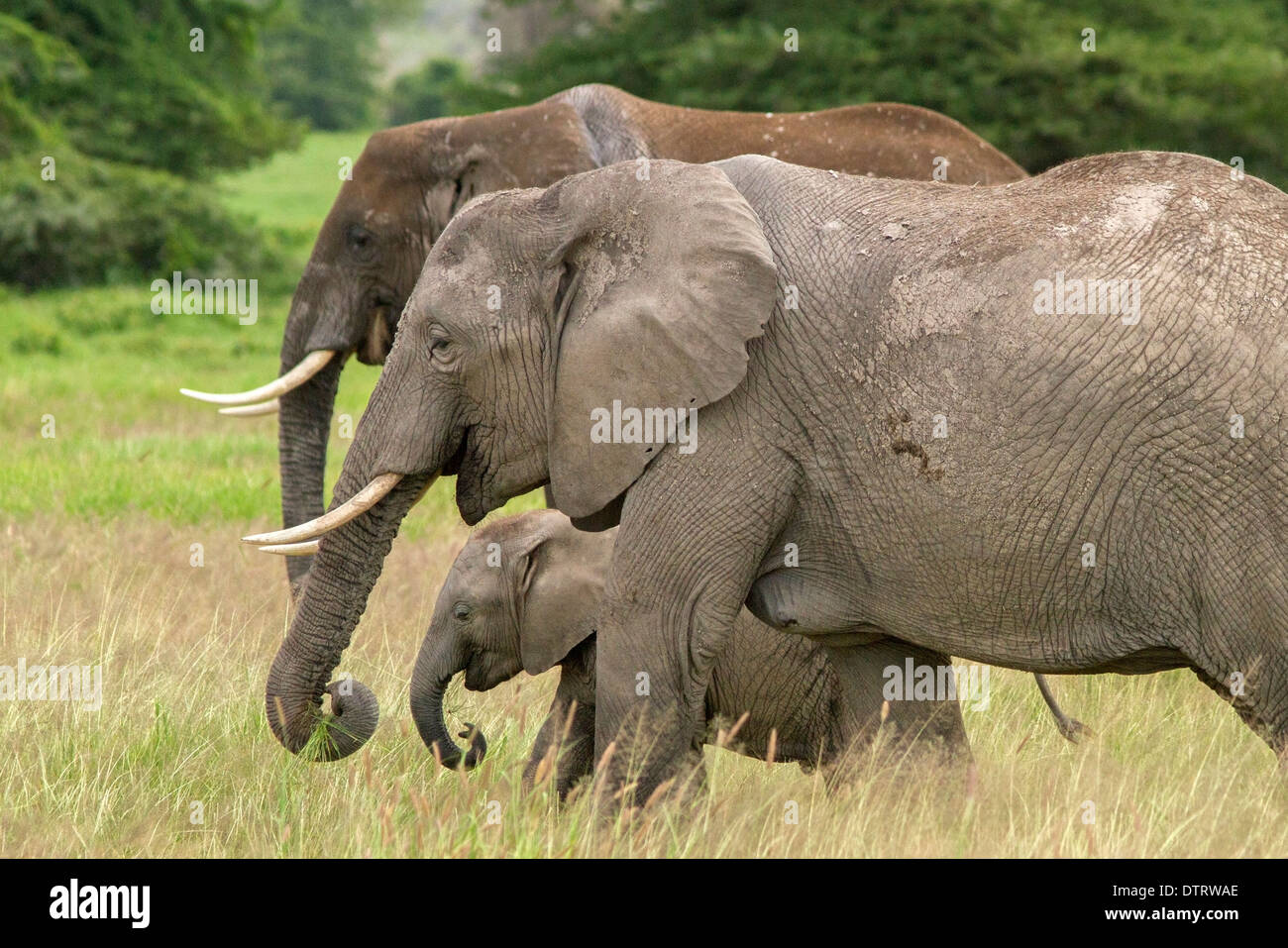 An African elephant family  in Amboseli National Park, Kenya, Africa Stock Photo
