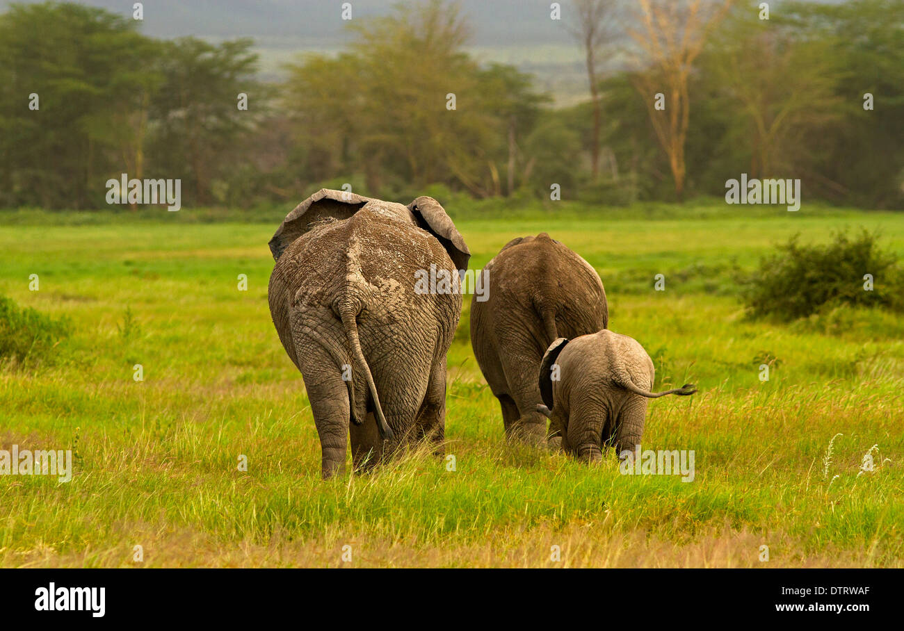 An African elephant family walking in Amboseli National Park, Kenya, Africa Stock Photo