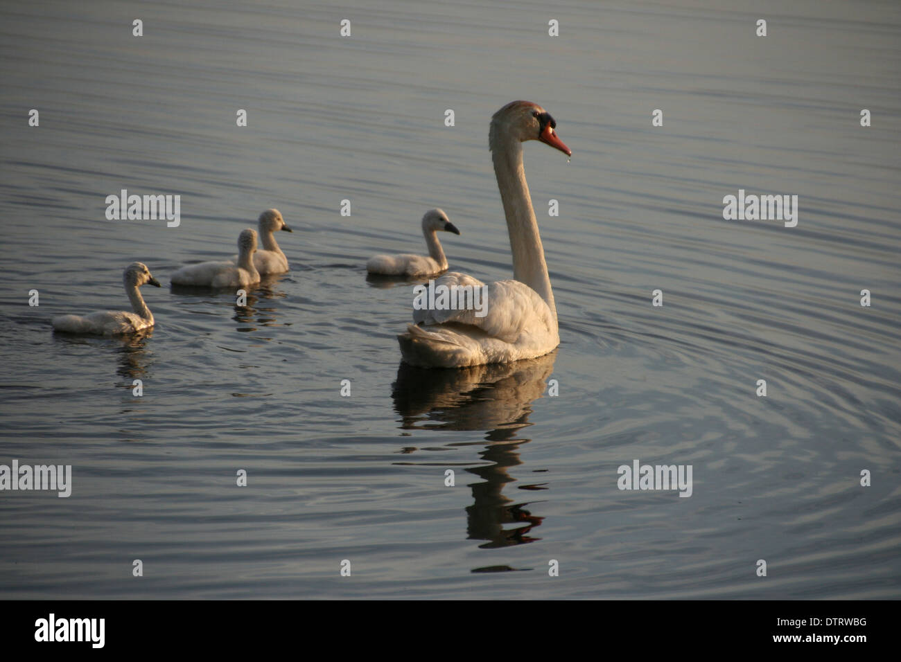 Swan and signets swimming on a lake in Cape May, NJ Stock Photo