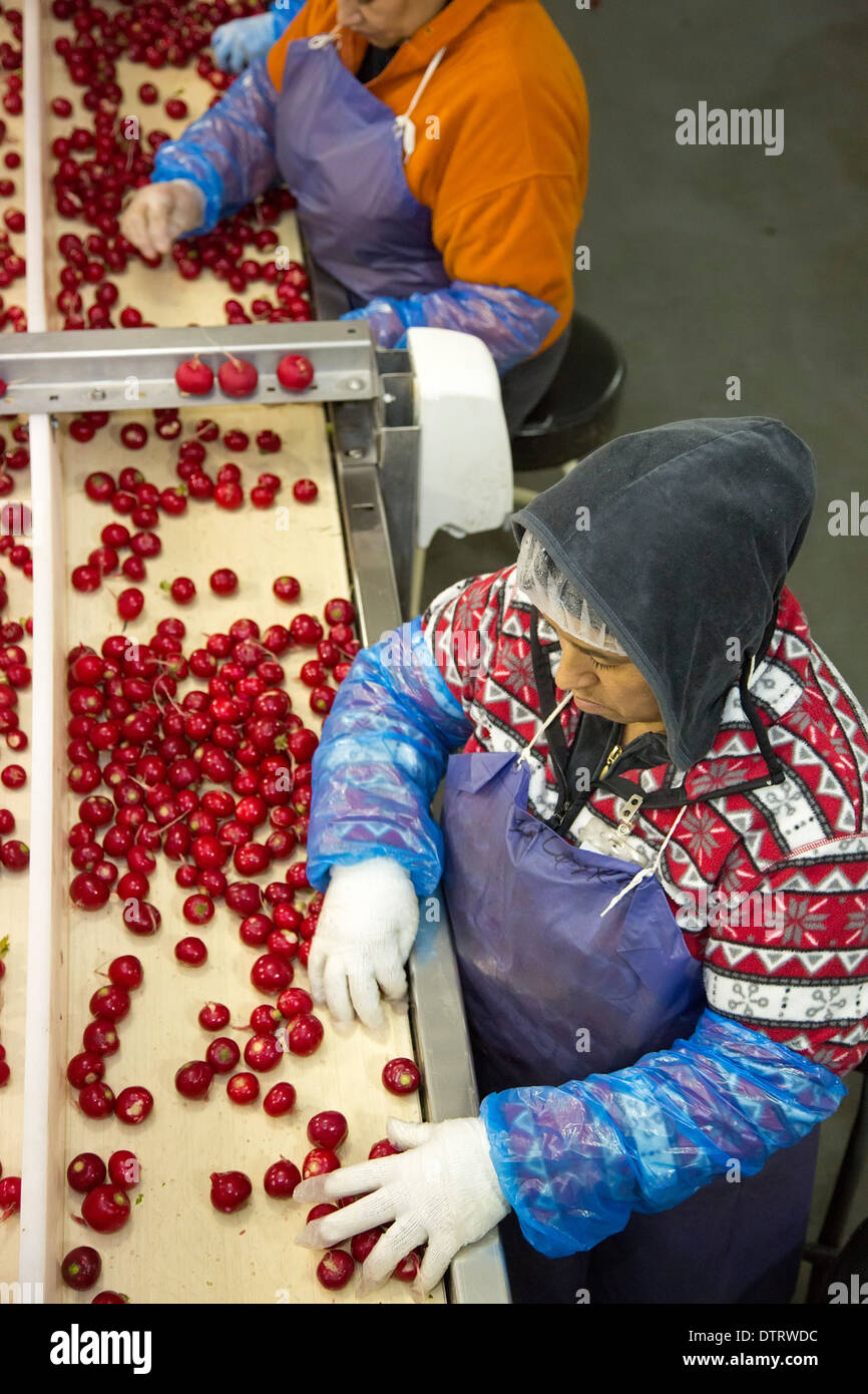 Packing house hires stock photography and images Alamy