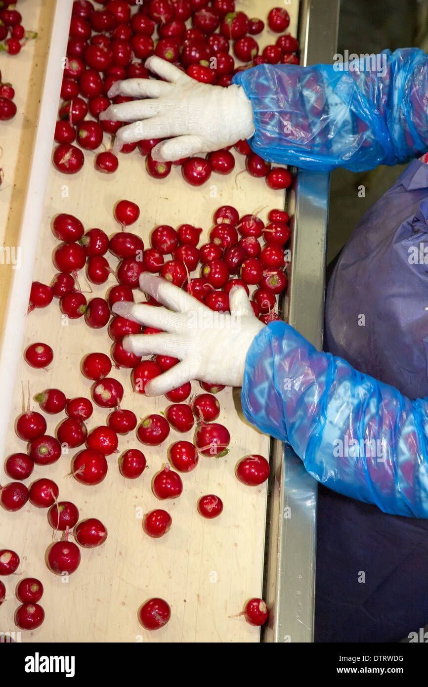 Packinghouse workers hires stock photography and images Alamy