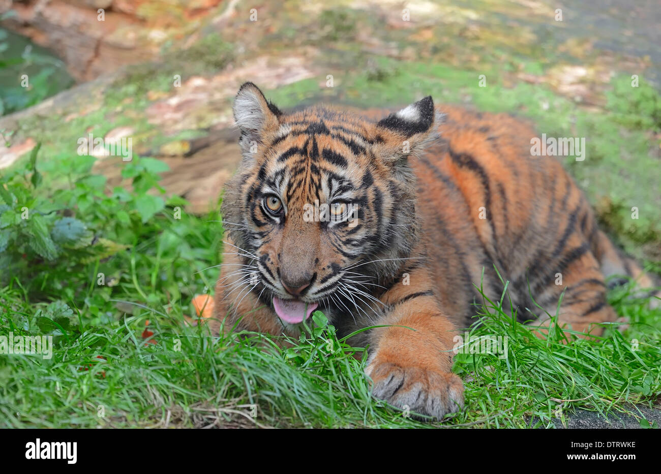 Young Sumatran Tiger / (Panthera tigris sumatrae, Panthera sumatrae) Stock Photo