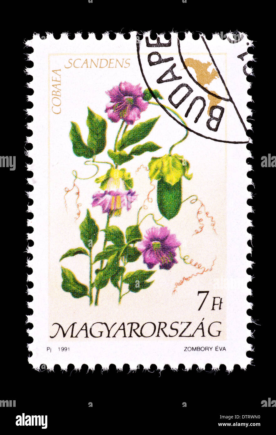 Postage stamp from Hungary depicting cup-and-saucer vine flowers ...