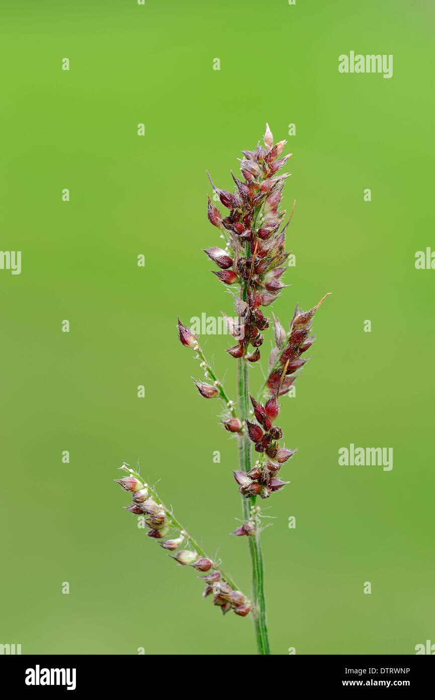 Barnyard Grass, North Rhine-Westphalia, Germany / (Echinochloa crus-galli) / Barnyardgrass, Cockspur Grass Stock Photo