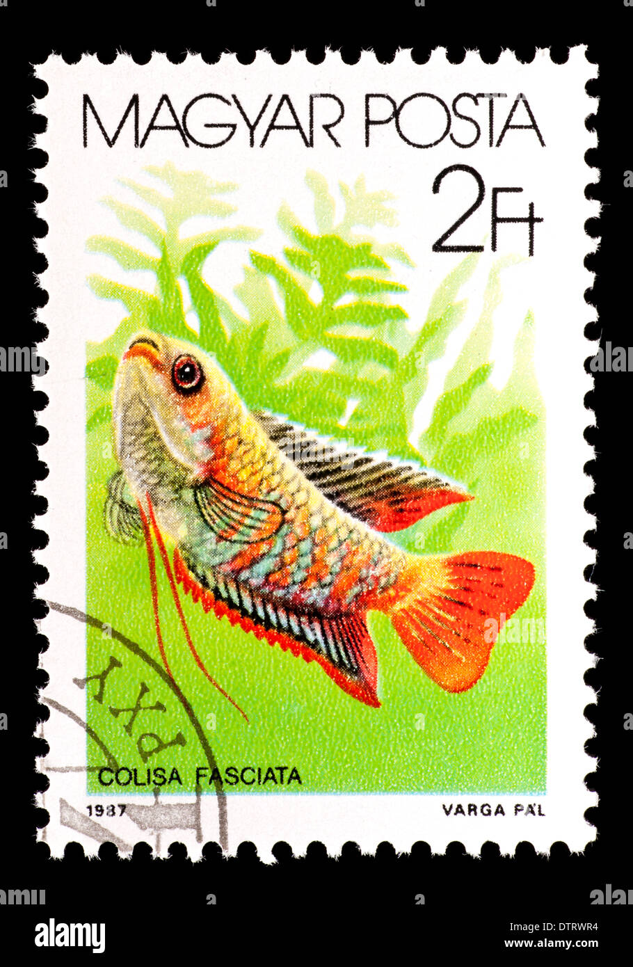 Postage stamp from Hungary depicting banded gourami (Colisa fasciata). Stock Photo