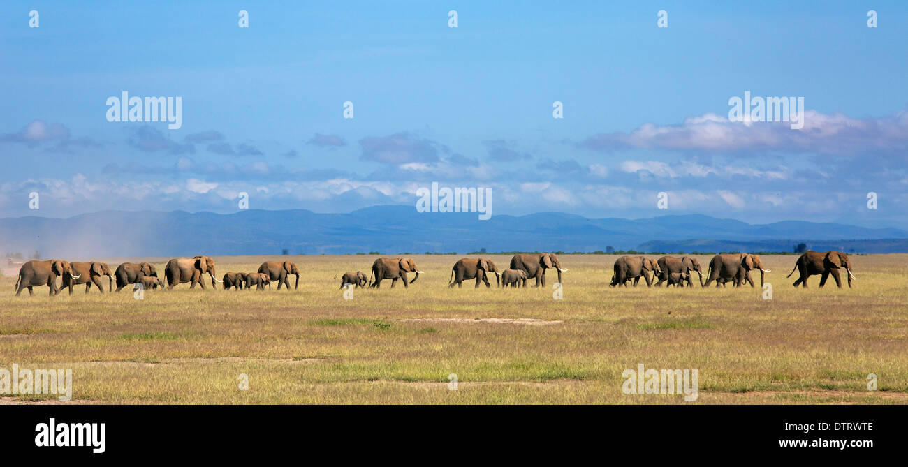Panoramic image of a parade of African Elephants in Amboseli National Park, Kenya, Africa Stock Photo