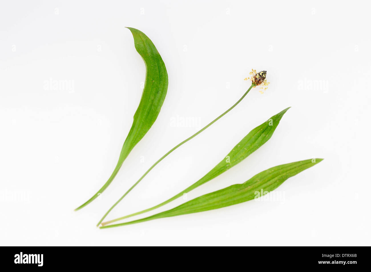 English Plantain, blossom and leaves / (Plantago lanceolata) / Narrow Leaf Plantain, Ribwort Plantain Stock Photo