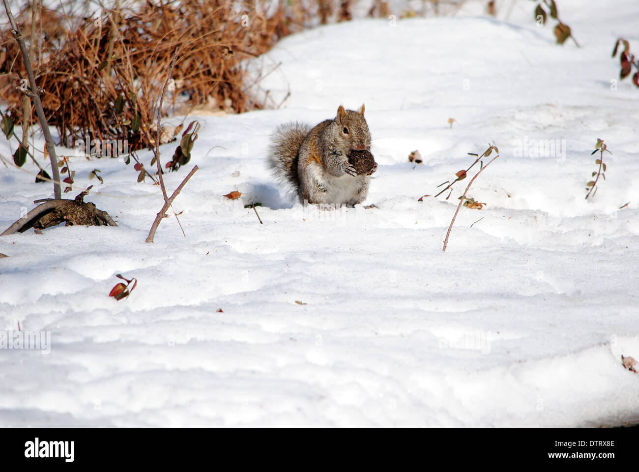 Gray squirrel,foraging in deep snow. Stock Photo