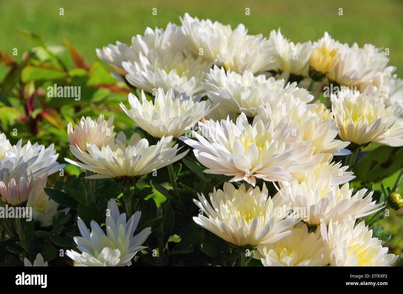 Chrysantheme weiss - chrysanthemum white 01 Stock Photo