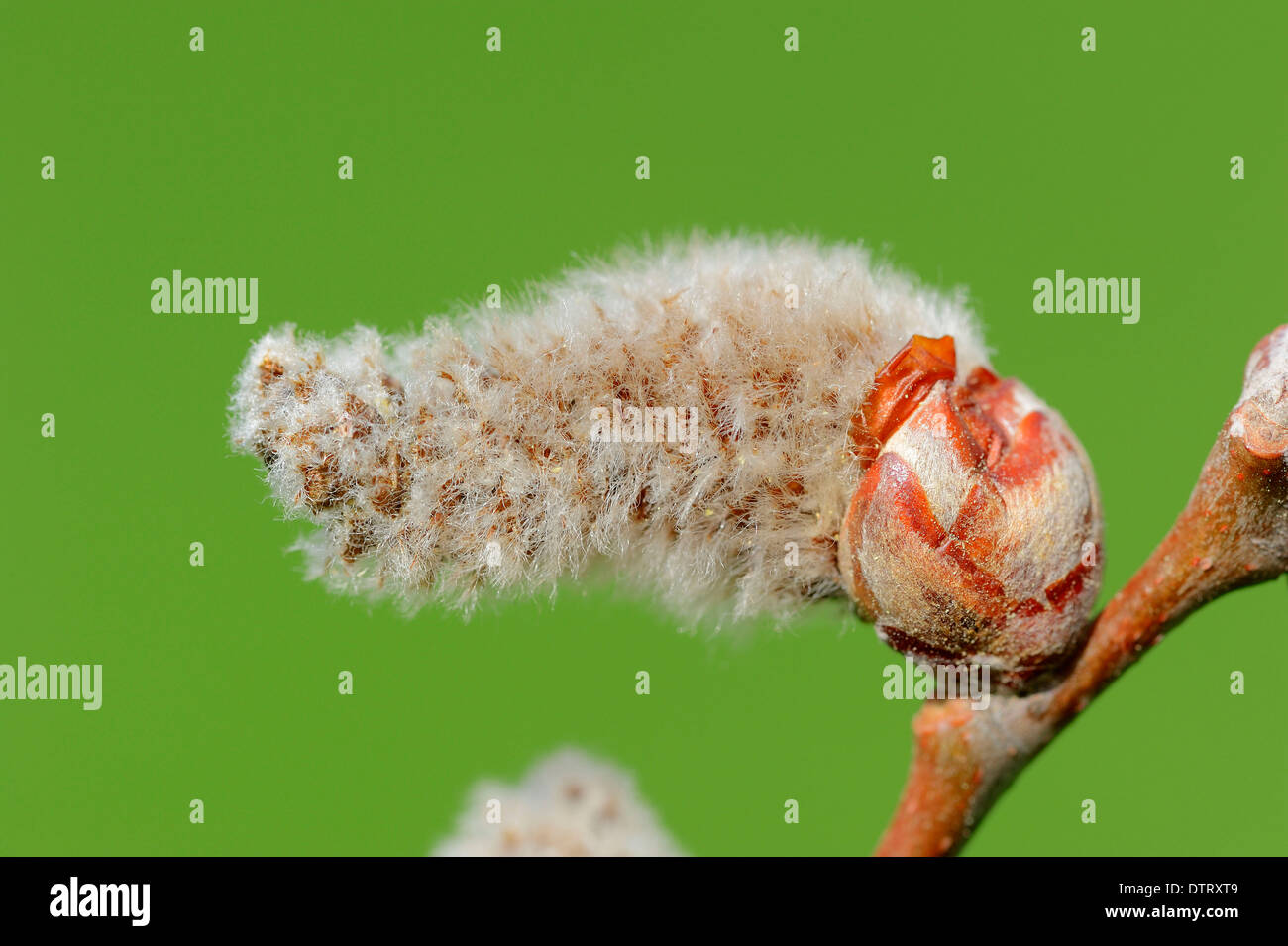 Harbour Seal, coat detail / (Phoca vitulina) / Common Seal Stock Photo