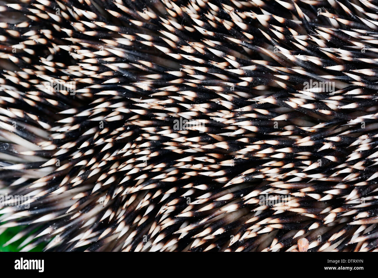 Black Morel / (Morchella conica, Morchella elata) Stock Photo
