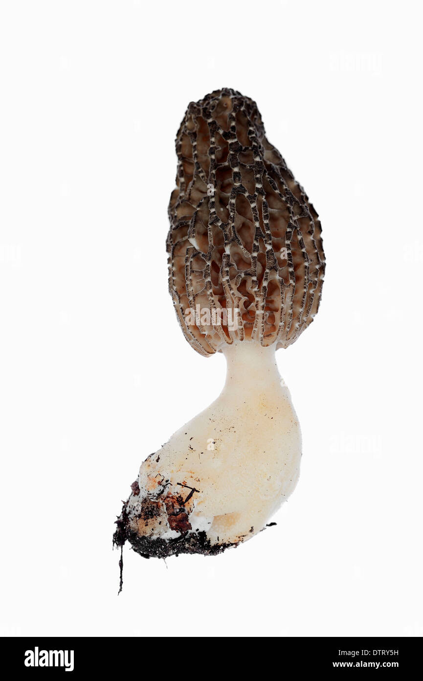 European Hedgehog, quills, North RhineWestphalia, Germany / (Erinaceus