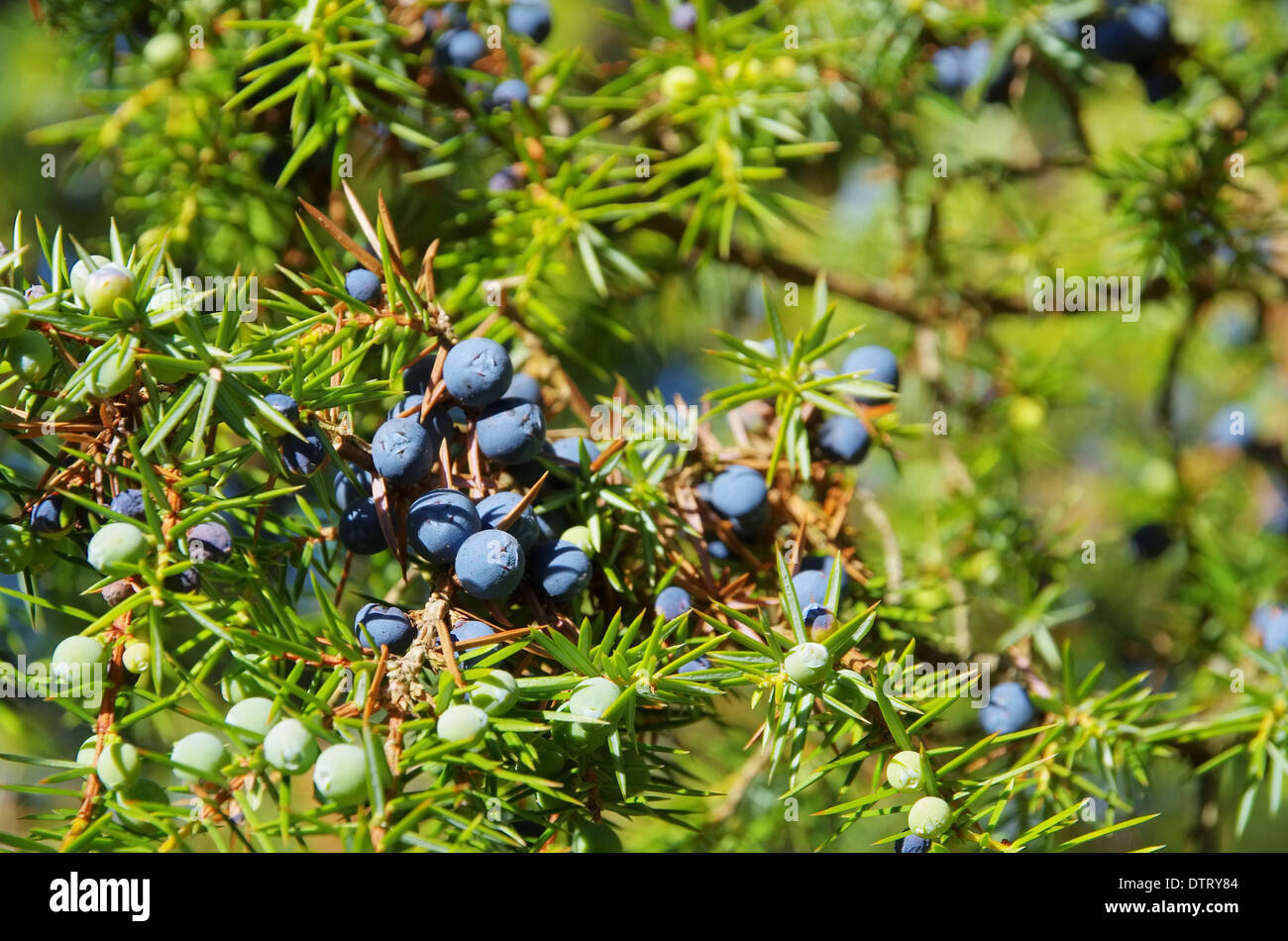 Wacholder - juniper 14 Stock Photo