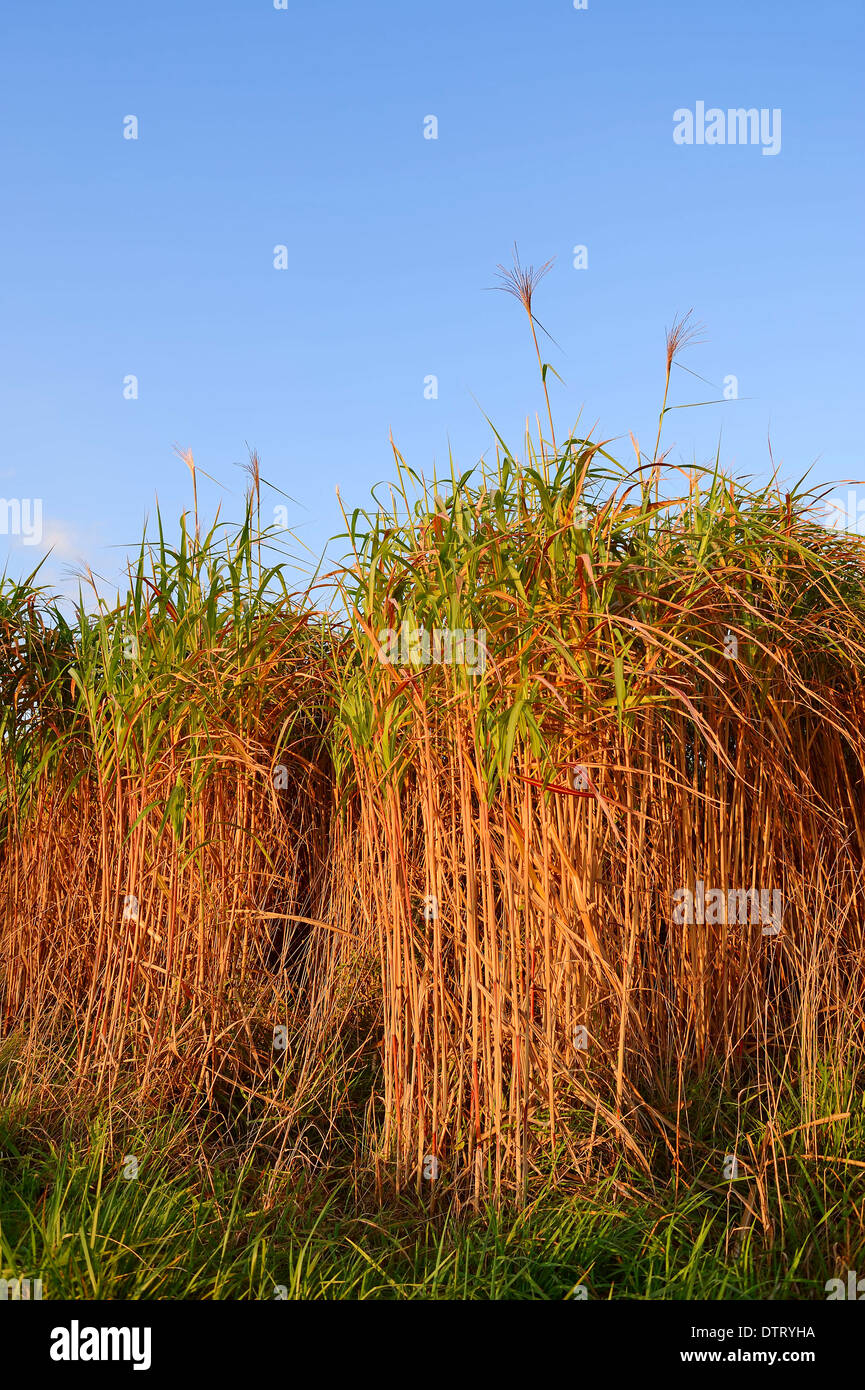 Giant Chinese Silver Grass / (Miscanthus floridulus) / Japanese Silver Grass, Japanese Silvergrass Stock Photo