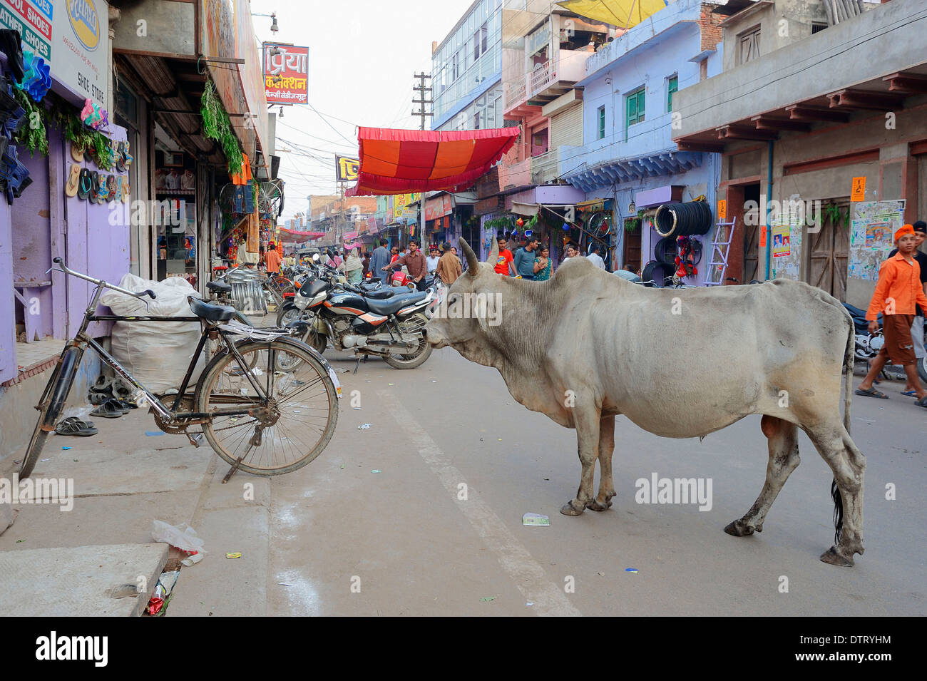 Shopping street and Domestic Cattle, Bharatpur, Rajasthan, India / Holy Cow Stock Photo