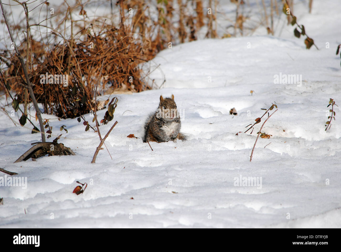 Gray squirrel,foraging in deep snow. Stock Photo