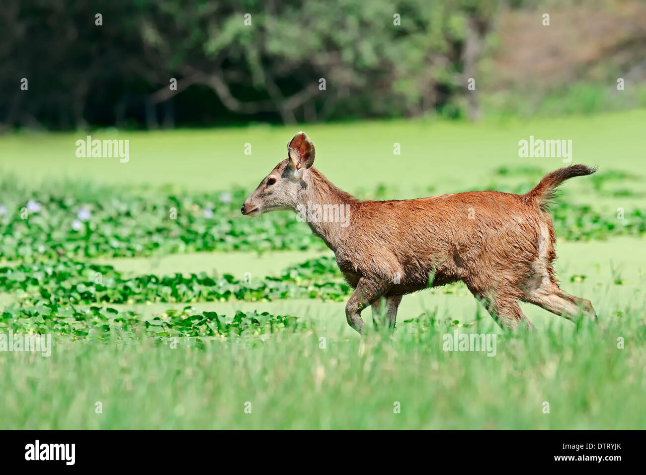 Sambar deer young hi-res stock photography and images - Alamy