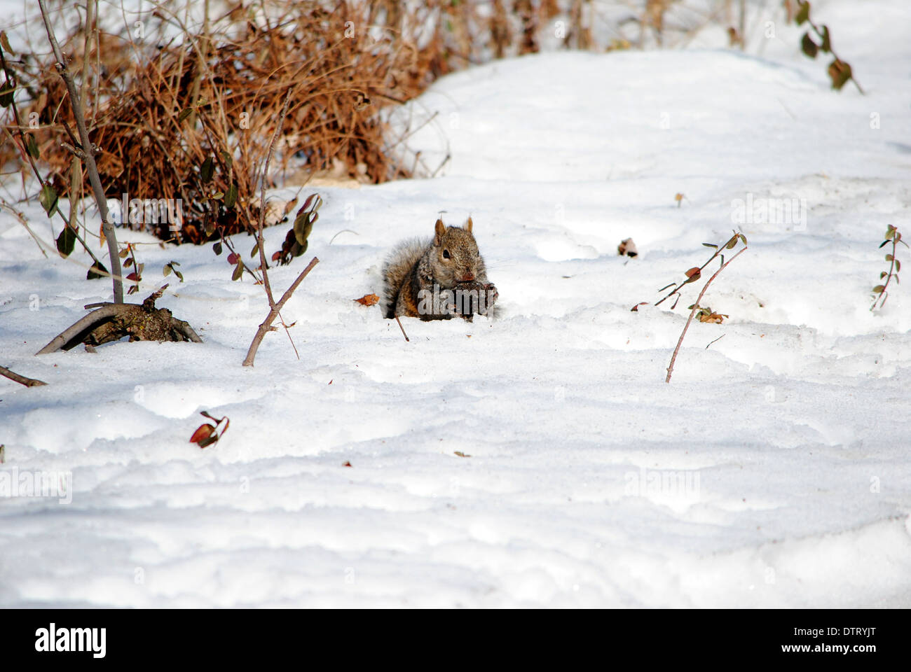 Gray squirrel,foraging in deep snow. Stock Photo