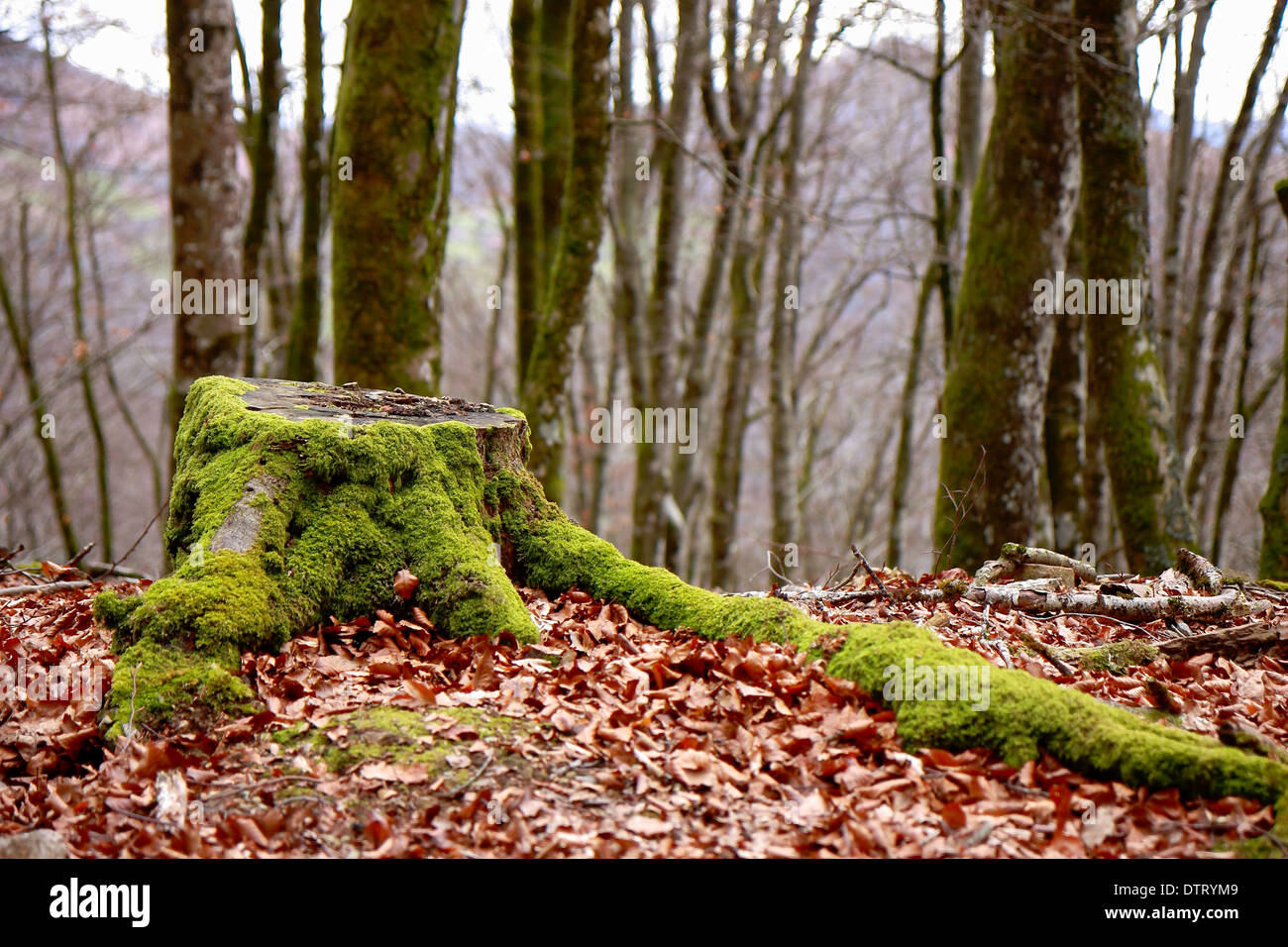 Log with moss Stock Photo