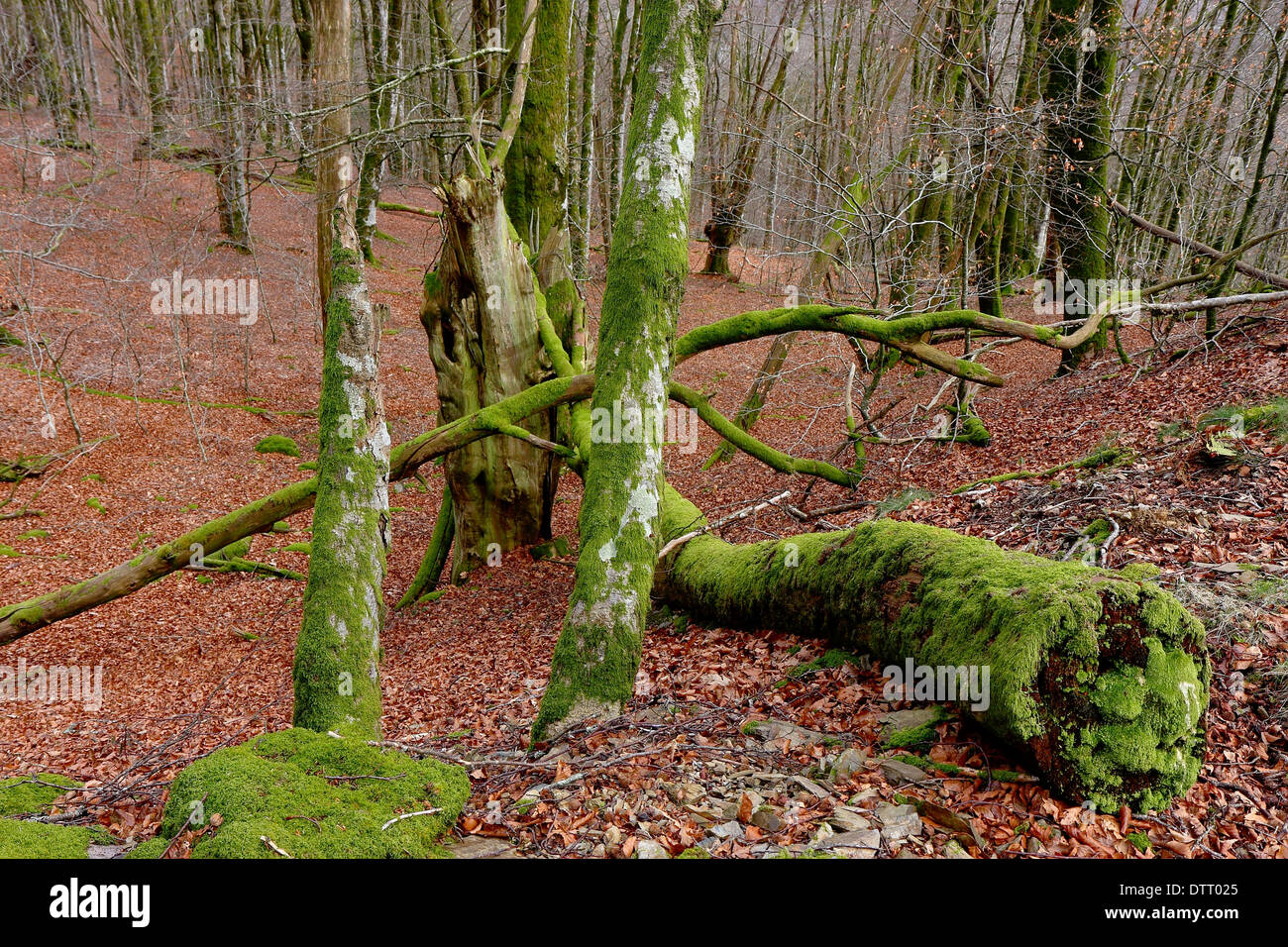 Forest-Bertiz Stock Photo