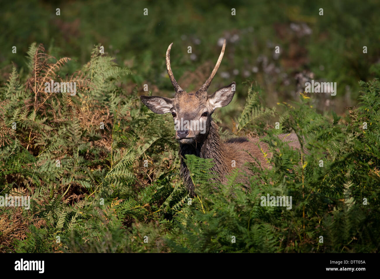 Young red deer pricket emerging from bracken. Stock Photo