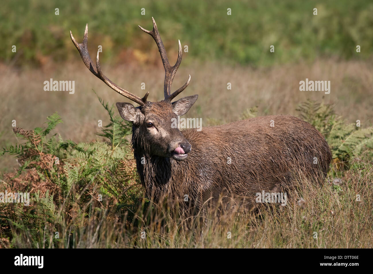 Young red deer pricket emerging from bracken. Stock Photo
