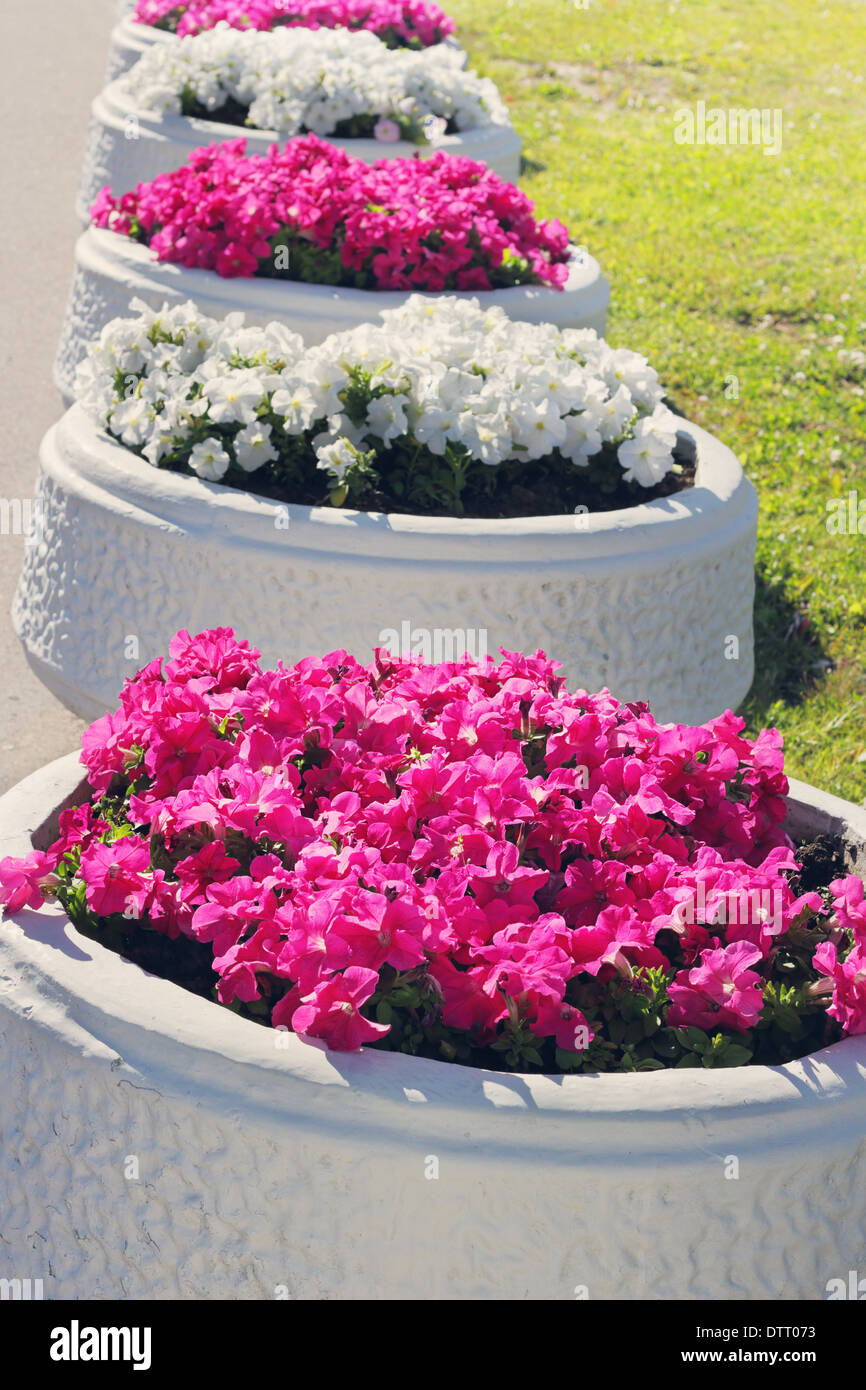 Decorative bowls with annual flowers as decoration for the city Stock Photo