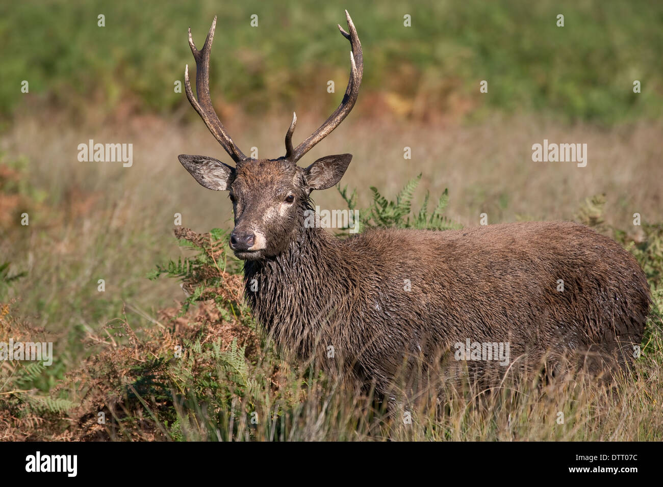 Young red deer pricket emerging from bracken. Stock Photo