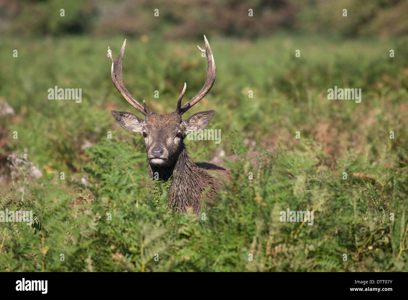 Young red deer pricket emerging from bracken. Stock Photo