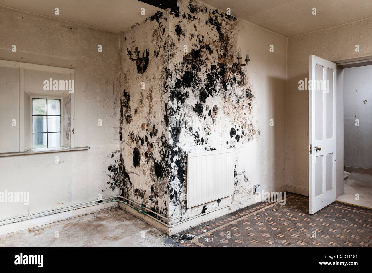 Black mould (stachybotrys chartarum) caused by damp penetration and/or lack of ventilation in an empty house. It is a serious health risk (UK) Stock Photo