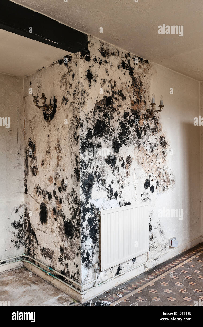 Black Mold Stock Photos Black Mold Stock Images Alamy