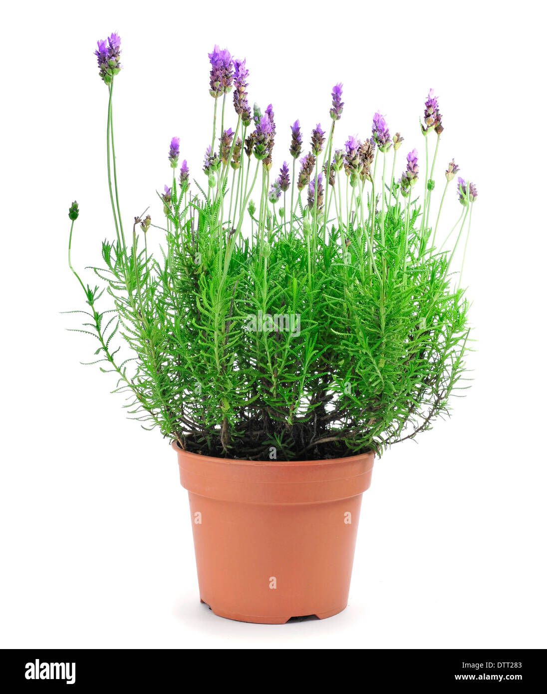 a lavender plant in a flowerpot on a white background Stock Photo