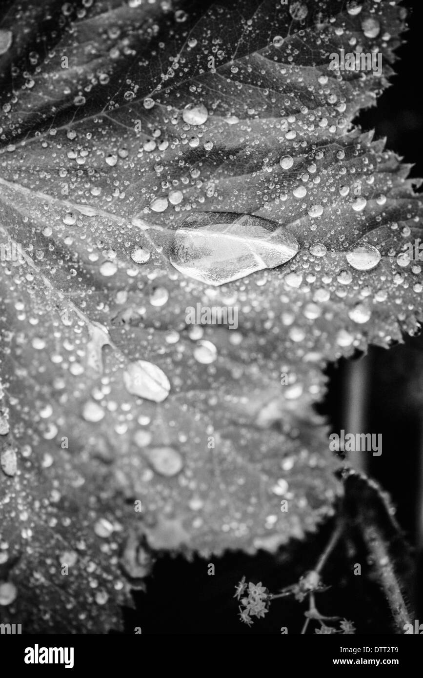 Close up of wet leaf with droplets of water Stock Photo